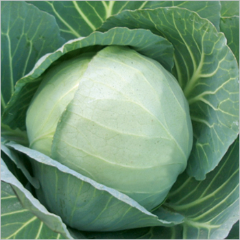 Green Cabbage (Tez) Seeds