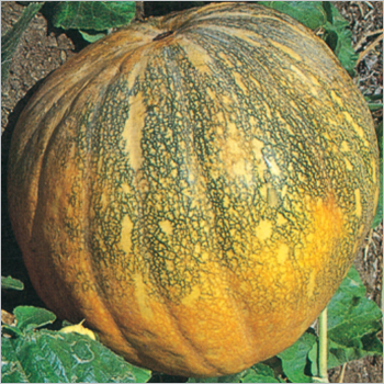 Green Pumpkin (Samrat) Seeds