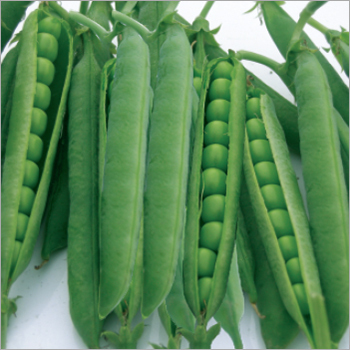 Green Pea (Green Master) Seeds
