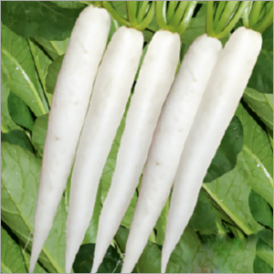 White Radish ( Farrata) Seeds