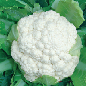 Cauliflower (speed-50)seeds Cauliflower (speed-50)seeds