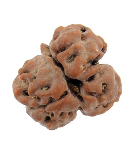 IGL Certified Semi-Round Unfaced (Nirmukhi) Rudraksha From Java