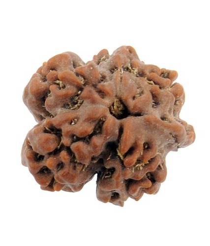 Natural Unfaced (Nirmukhi) Rudraksha IGL Certified From Java
