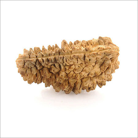 Natural Ek Mukhi 31MM Rudraksha of Kaju Dana