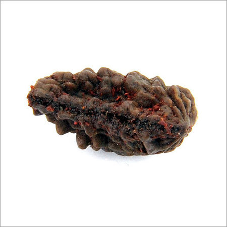 Ek Mukhi Rudraksha of Kaju Dana In India