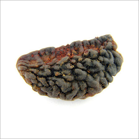 Natural Ek Mukhi Rudraksha of Kaju Dana In Delhi