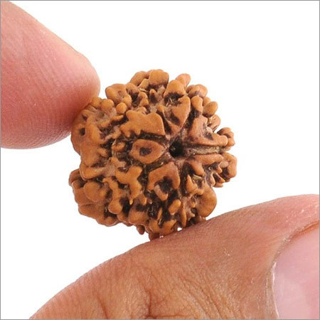 IGL Certified One Faced Rudraksha from Nepal