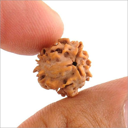 IGL Certified Onefaced Rudraksha from Java