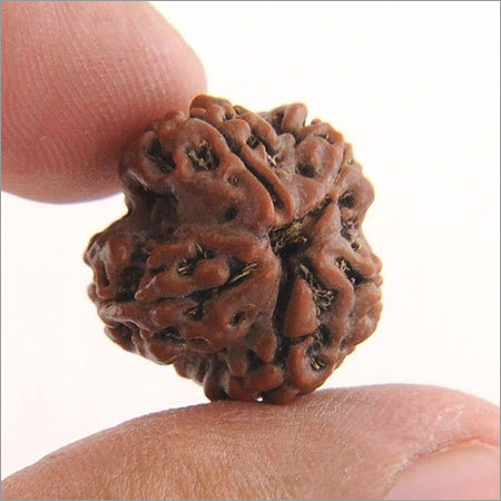 IGL Certified Roundish Onefaced Oneshiva Rudraksha from Java