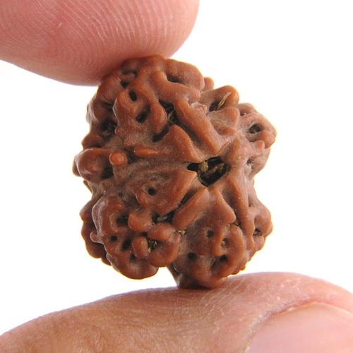 Roundish Onefaced Oneshiva Rudraksha In Mumbai
