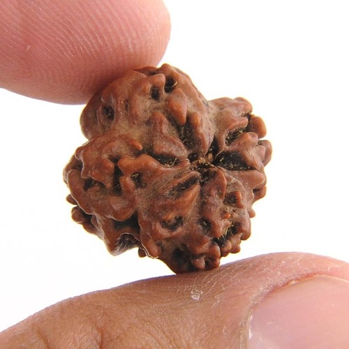 IGL Certified Roundish Onefaced Oneshiva Rudraksha in India