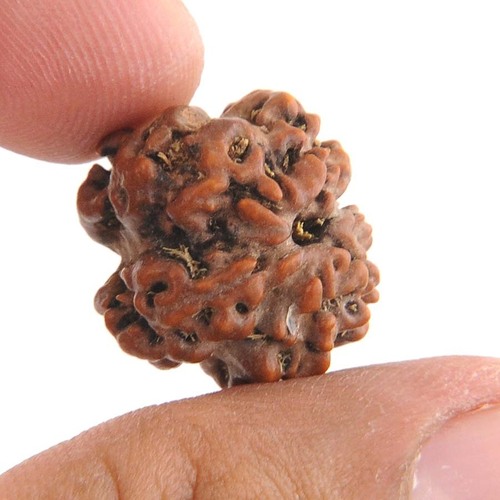 IGL Certified Roundish Onefaced Oneshiva Rudraksha In Punjab