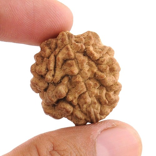 2 Mukhi Rudraksha 