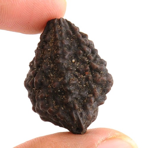 2 Mukhi Holy Rudraksha Bead