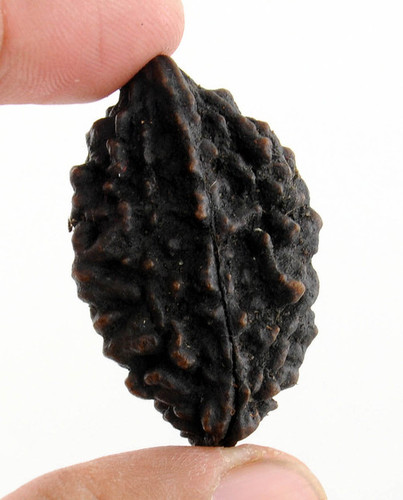 Rare 2 Mukhi Natural Rudraksha Bead