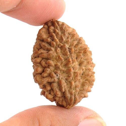 Rare 2 Mukhi Natural Rudraksha Bead In Patna