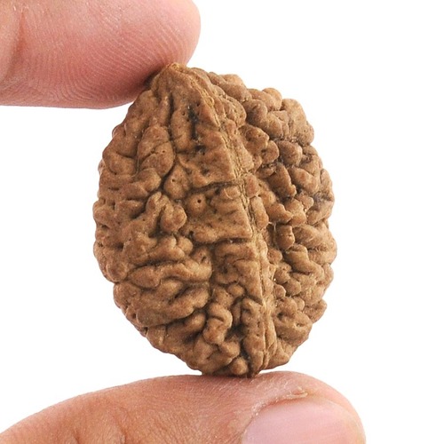 2 Mukhi Natural Rudraksha In Gurgaon