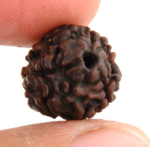 Certified 3 Mukhi Rudraksha Bead In Kalyan-Dombivali