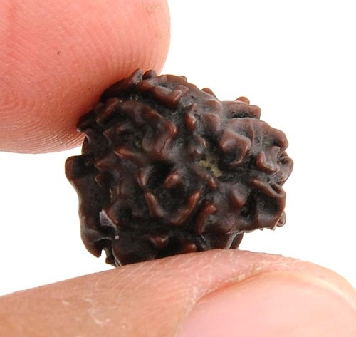 3 Mukhi Rudraksha from Nepal In Srinagar