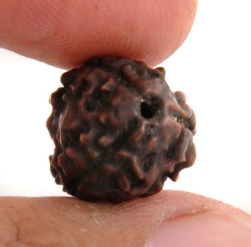 3 Mukhi Certified Nepali Rudraksha Seed In Navi Mumbai