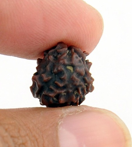 Three Faced Original Rudraksha In Chandigarh