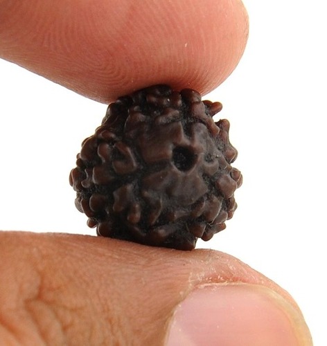 Three Mukhi Certified Rudraksha In Moradabad
