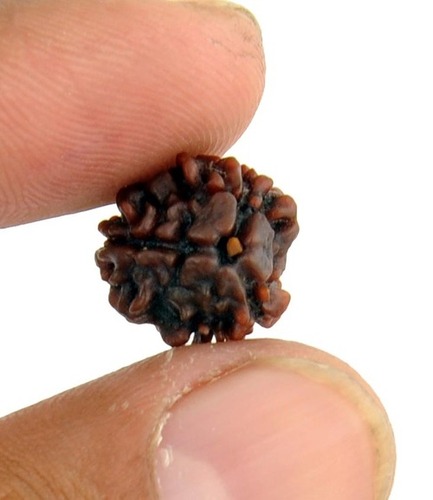 Symbol of Lord of Fire Rudraksha
