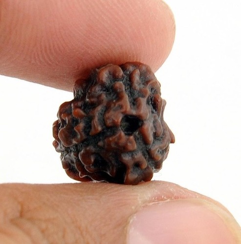 Three Faced Rudraksha - Symbol of Three Deva In Durgapur