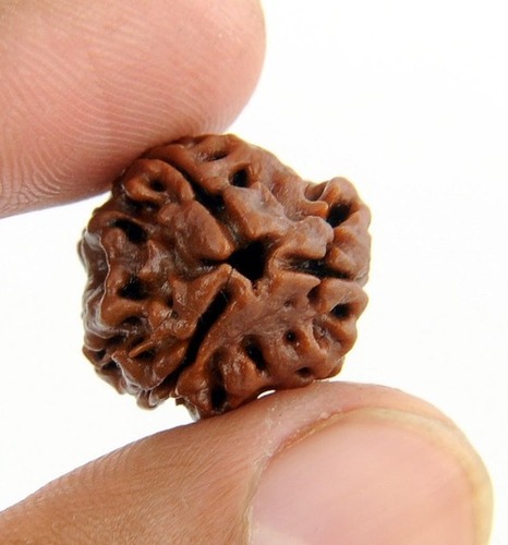 Tri Deva Rudraksha Symbolized by Three Faces In Kolhapur