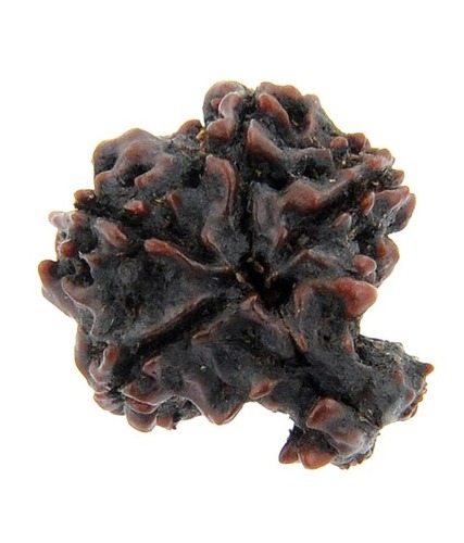 Natural Four Mukhi Ganesh Rudraksha