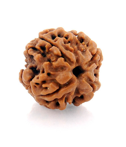 IGL Certified Natural Four Mukhi Rudraksha Bead