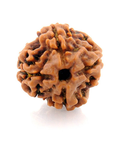 IGL Certified Natural Four Mukhi Rudraksha Bead - 16MM