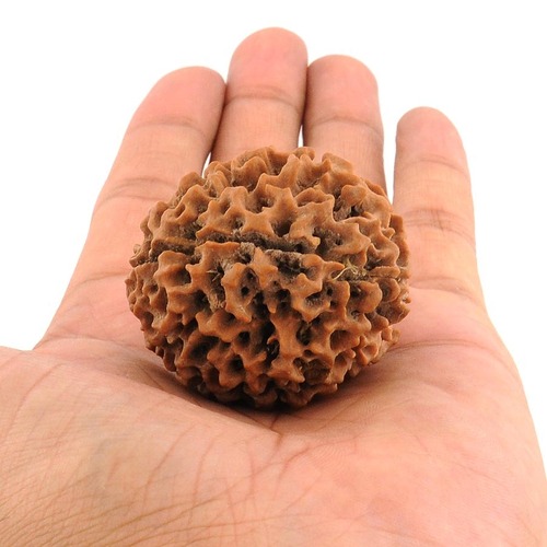 Real Char Mukhi Rudraksha Health Benefits - 38MM