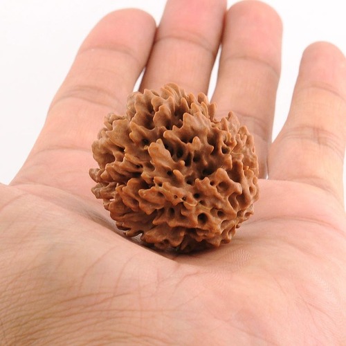 Five Mukhi Rudraksha Bead  In Navi Mumbai