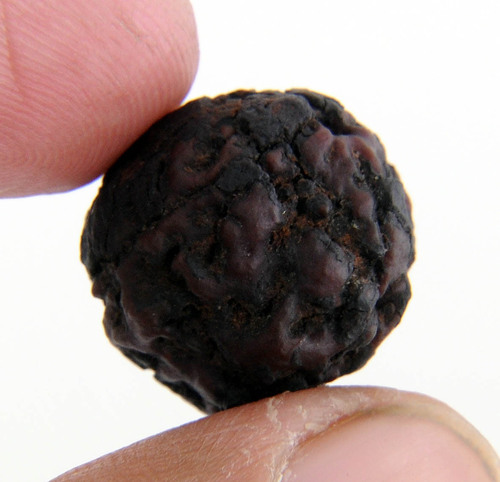 Real Char Mukhi Rudraksha In Allahabad