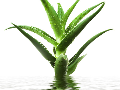 Aloe Vera Gel