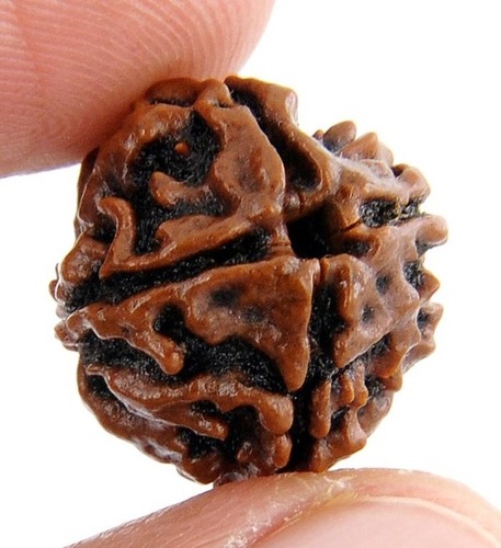 Certified 4 Mukhi Rudraksha Bead In Vijayawada