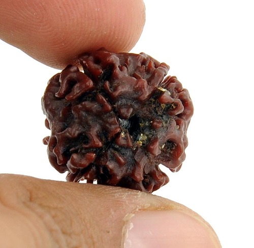 Real 4 Face Char Mukhi Rudraksha Seed
