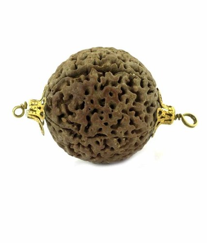 5 Mukhi Holy Beads - Rudraksha Seed, Brown, Five Faces | Spiritual Awareness, Protection, Intellect Enhancement