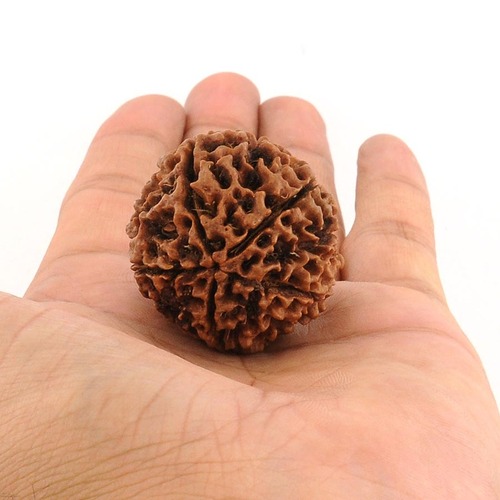 Huge 5 Mukhi Rudraksha Seed from Nepal In India