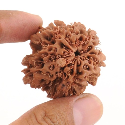Auspicious 5 Mukhi Rudraksha Seed from Nepal -47MM
