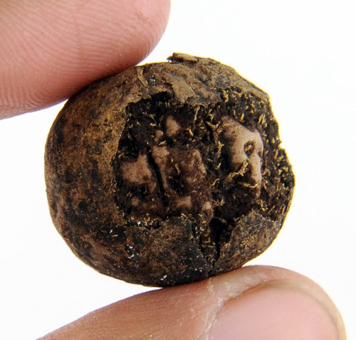 23MM - Fruit Rudraksha 5 Mukhi Symbol of Lord Shiva
