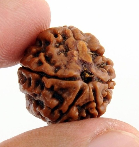Five Mukhi Rudraksha Bead Good Size In Kolkata