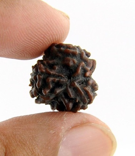 Five Mukhi Rudraksha Bead In Bhopal