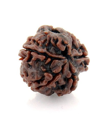 Holy SIx Mukhi Ganesha Rudraksha Bead -18MM