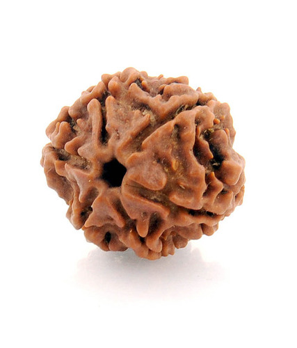 Six Mukhi Rudraksha