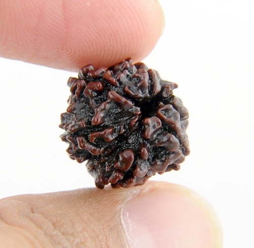 Natural 6 Mukhi Rudraksha Holy Bead