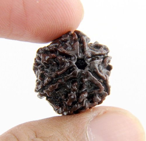 Natural Six Mukhi Rudraksha Bead In Vadodara