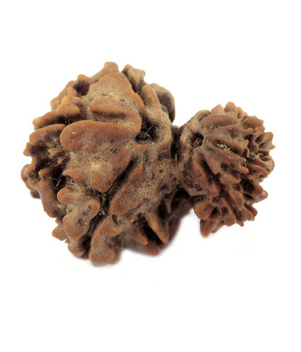 Dark-Brown Seven Faced Holy Garbha-Gauri Rudraksha