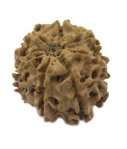 Seven Mukhi Rudraksha